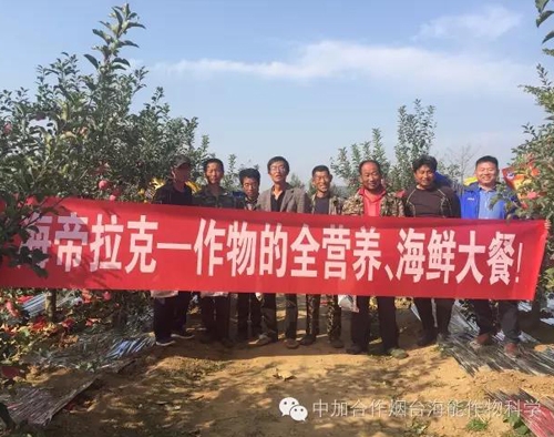 苹果树12月管理技术要点！抓紧时间看