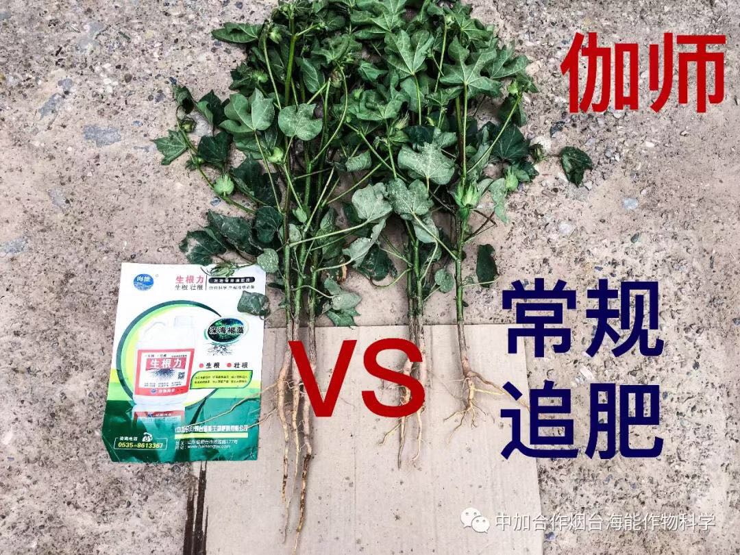 颗粒水溶肥