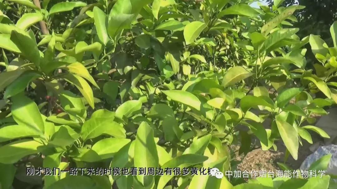 颗粒水溶肥