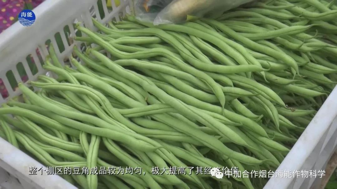 颗粒水溶肥
