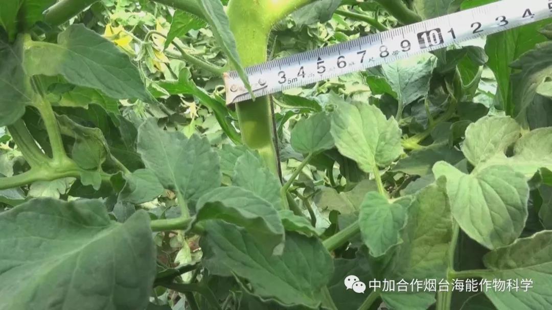 膨果水溶肥