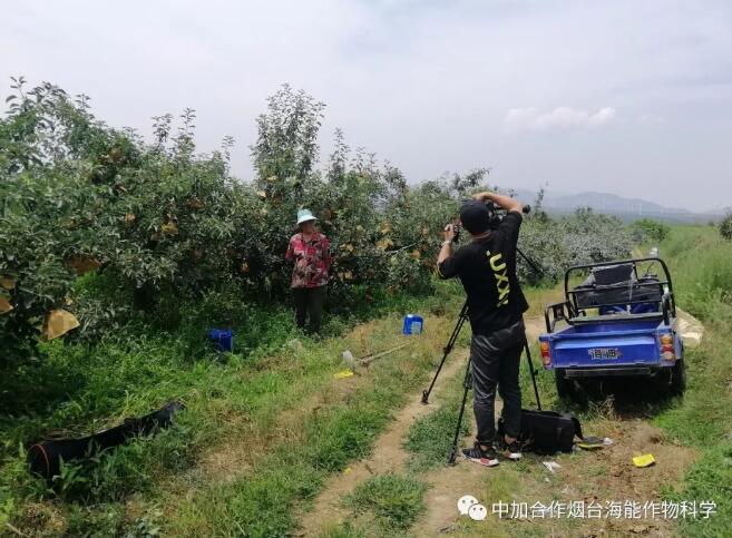 黄瓜软件下载底肥免开沟 用效果说话！