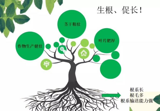 海帝拉克海藻碳的神奇功效！