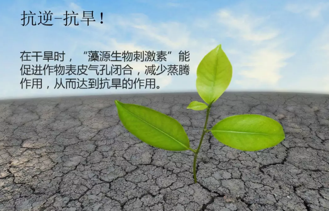 海帝拉克海藻碳的神奇功效！
