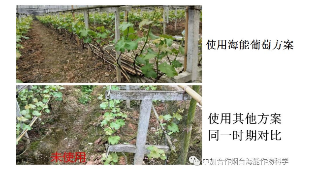 黄瓜软件下载生物高品质葡萄全程“傻瓜式”施肥方案