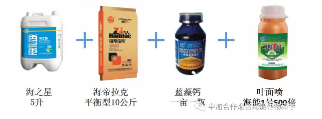 黄瓜软件下载生物高品质葡萄全程“傻瓜式”施肥方案