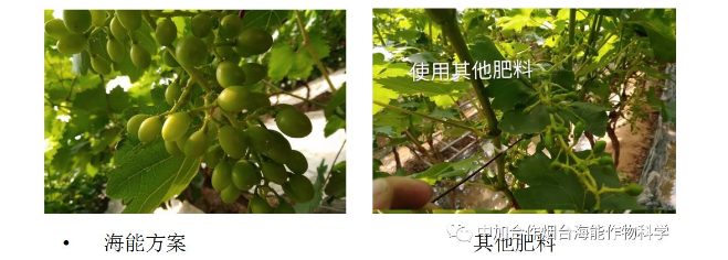 黄瓜软件下载生物高品质葡萄全程“傻瓜式”施肥方案