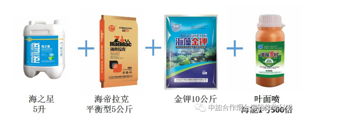 黄瓜软件下载生物高品质葡萄全程“傻瓜式”施肥方案