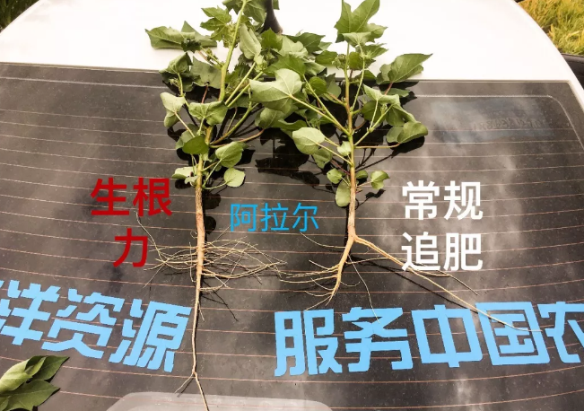 天山、戈壁、沙漠黄瓜软件下载与你在这里相遇