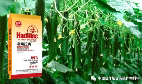 黄瓜软件下载生物黄瓜全程施肥技术 黄瓜软件下载生物黄瓜全程施肥技术