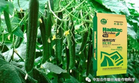 黄瓜软件下载生物黄瓜全程施肥技术 黄瓜软件下载生物黄瓜全程施肥技术