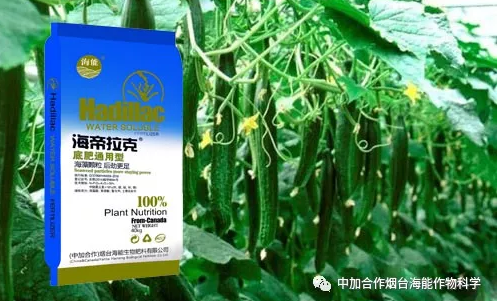 黄瓜软件下载生物黄瓜全程施肥技术 黄瓜软件下载生物黄瓜全程施肥技术