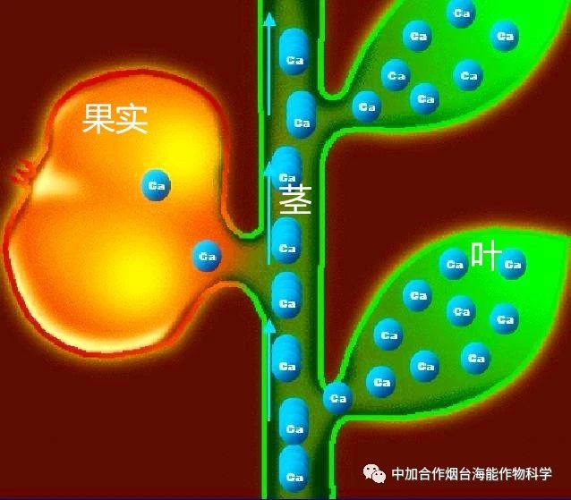 新款钙肥研发成功啦！