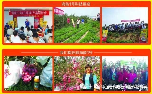 抗寒利器，黄瓜软件下载1号